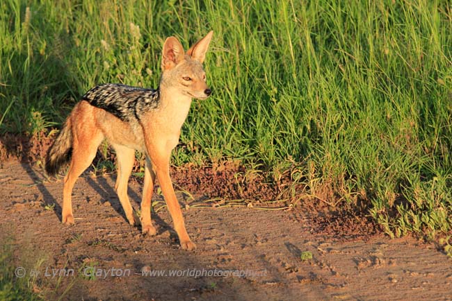 Black Backed Jackal